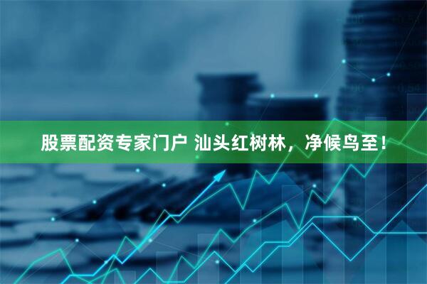 股票配资专家门户 汕头红树林，净候鸟至！